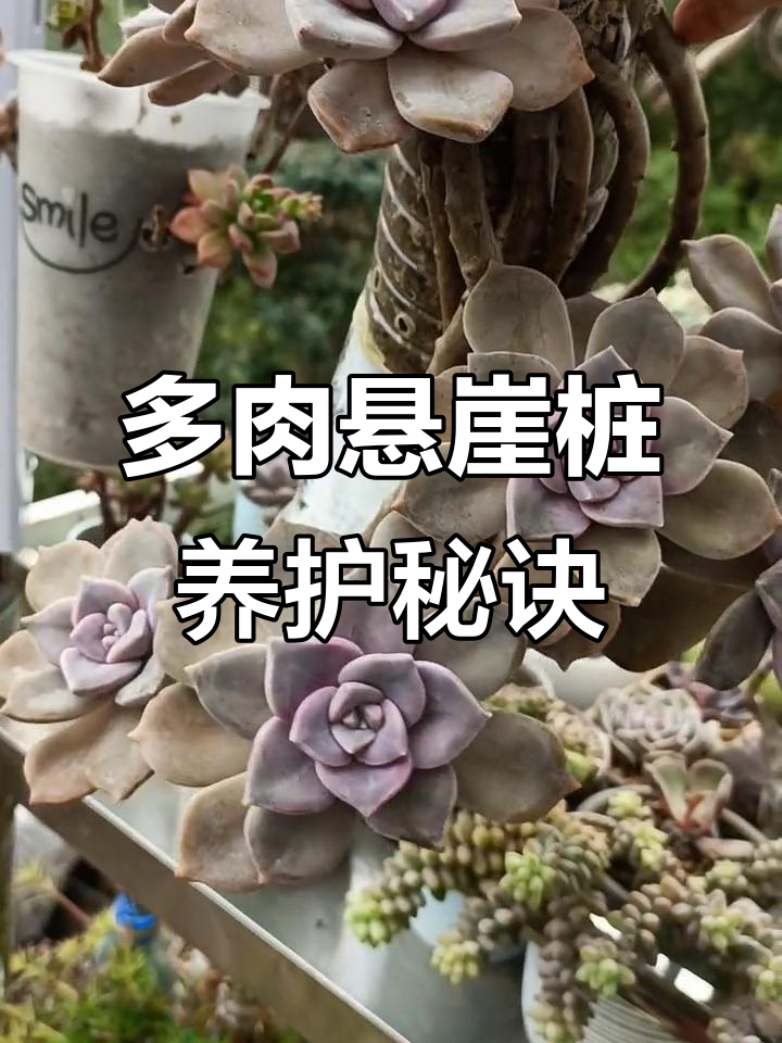 如何让多肉植物长成悬崖桩？这些小技巧你必须知道