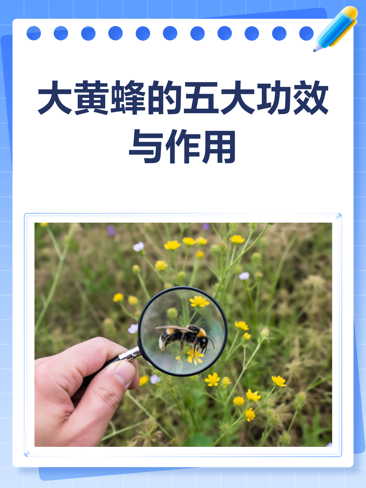 大黄蜂的神奇功效,你了解多少?