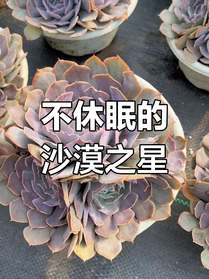 沙漠之星:四季耐看多肉