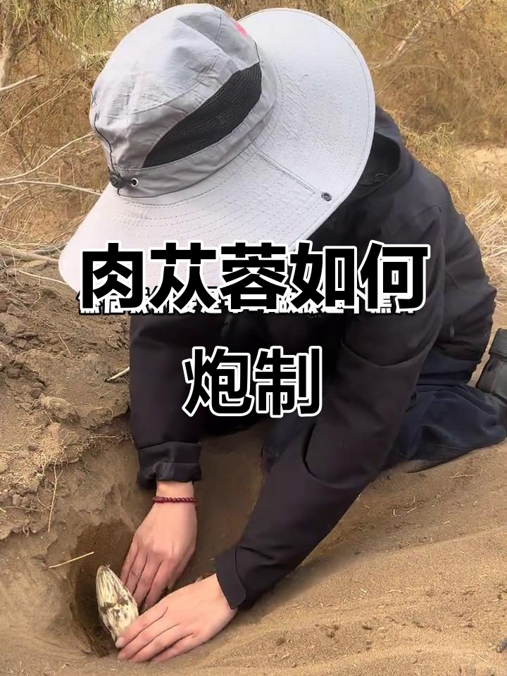 新鲜肉苁蓉的独特炮制方法,揭秘三到五年才能采挖到的珍品