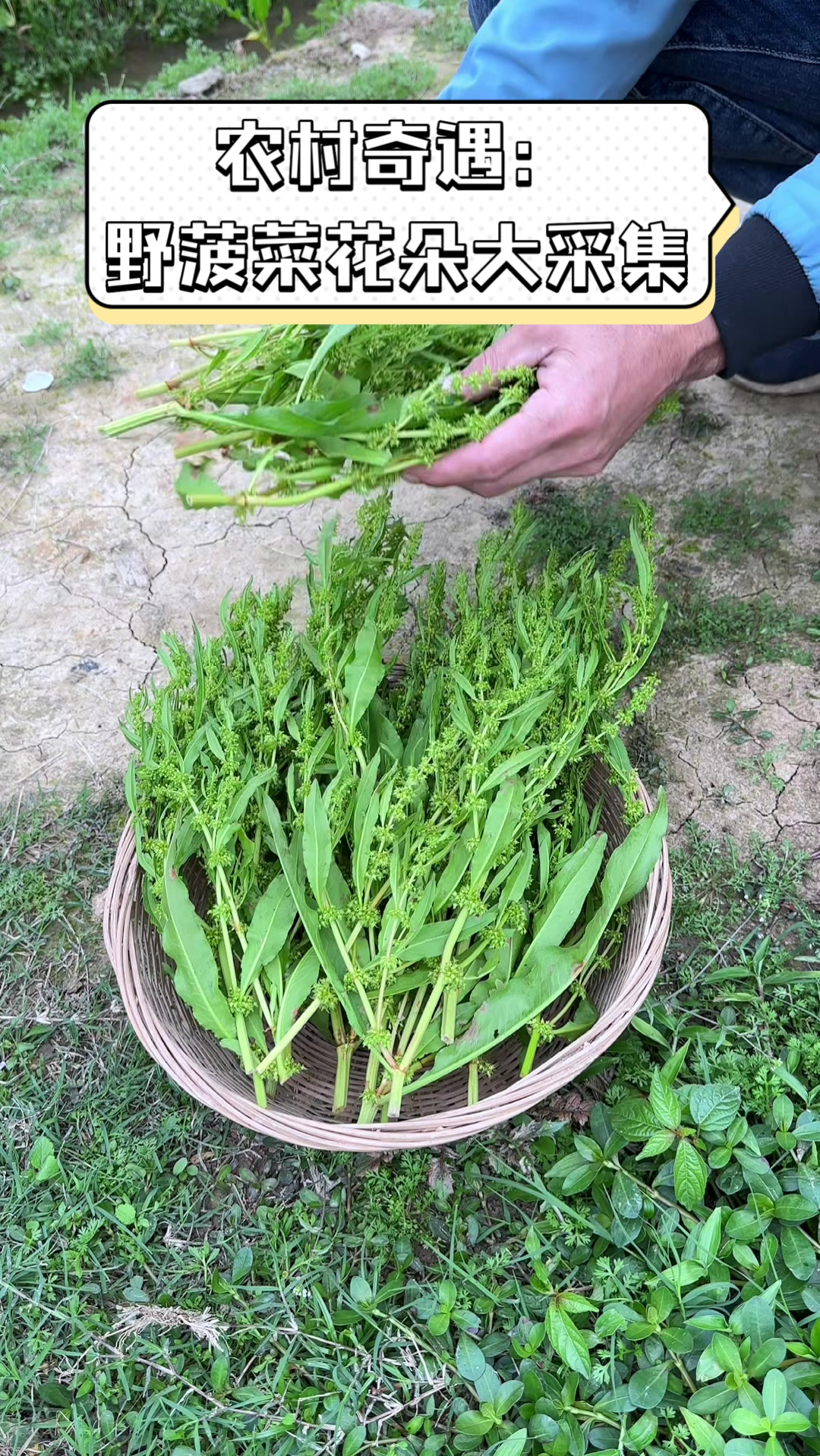 农村奇遇:野菠菜花朵大采集