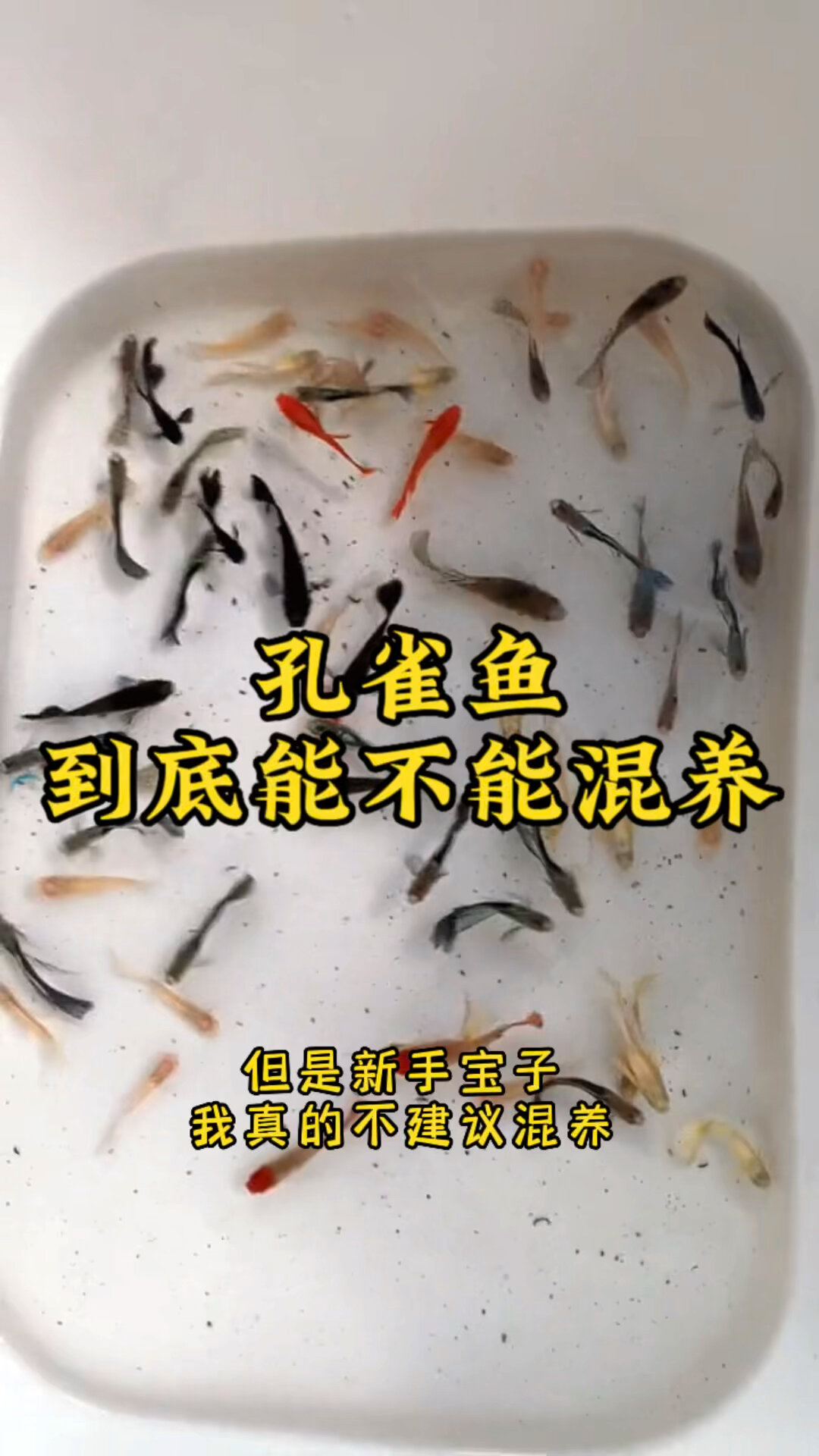 孔雀鱼到底不能不能混养?