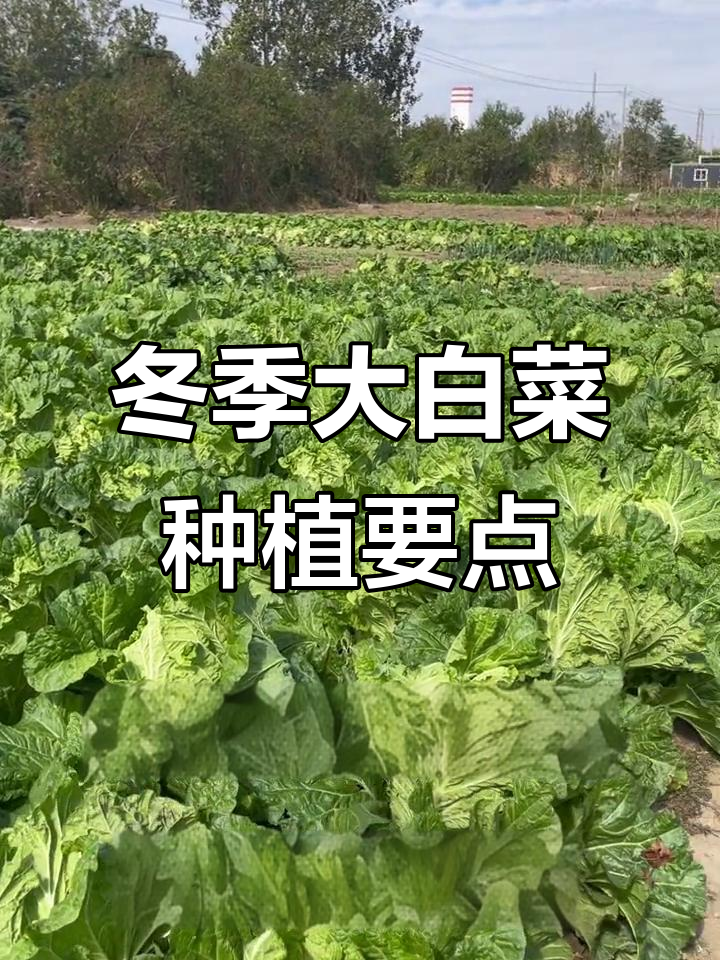 立冬前后大白菜管理技巧,浇水施肥全攻略