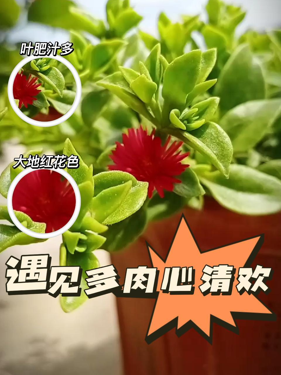 创作灵感 多肉开花了,心情瞬间好了起来。在养植物的过程中,感受最多的就是不停的在变化,每一