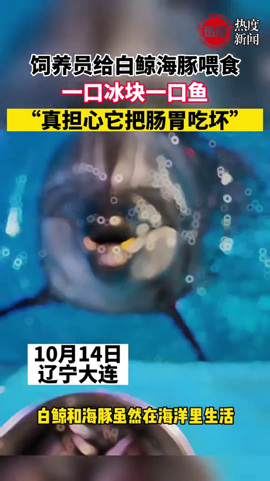 饲养员给白鲸海豚喂食,一口冰块一口鱼,网友:真担心它肠胃吃坏