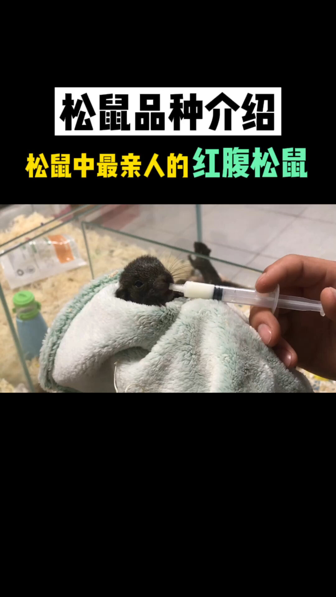 松鼠品种介绍——最亲人的红腹松鼠