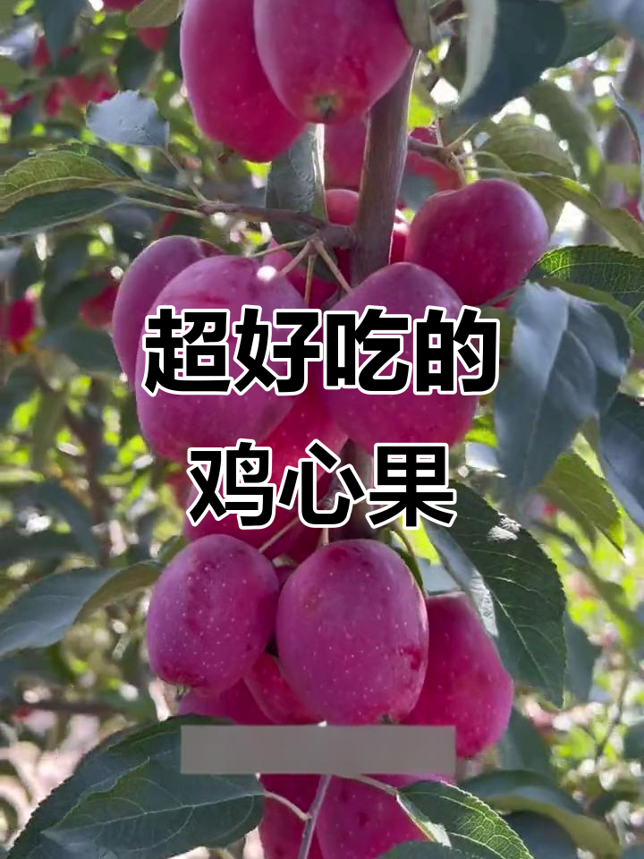紫红鸡心果熟了,咬一口满口满足!