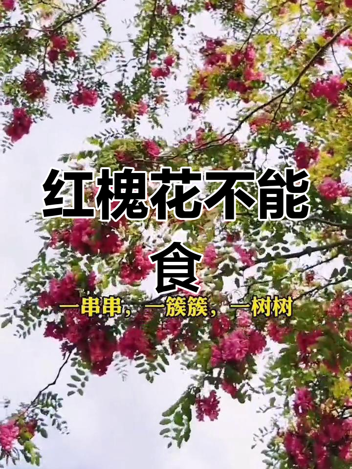 红花槐花虽美,但有毒不可食用