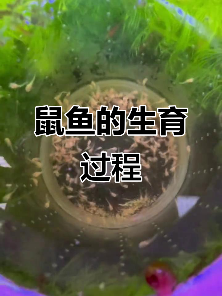 鼠鱼繁殖揭秘：从疯狂到平静的转变
