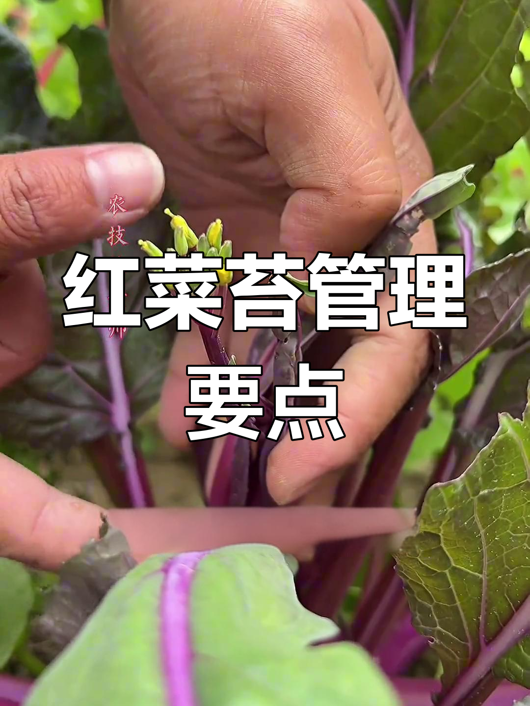 红菜苔剪叶与采收技巧,掌握这些让紫苔更粗壮