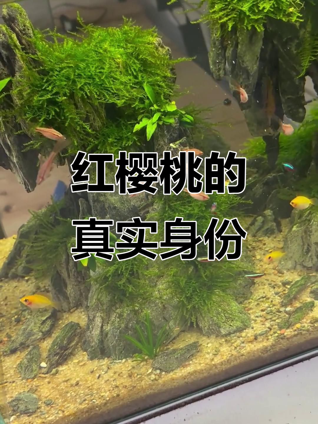 红樱桃其实是鲤科鱼,与灯科不同