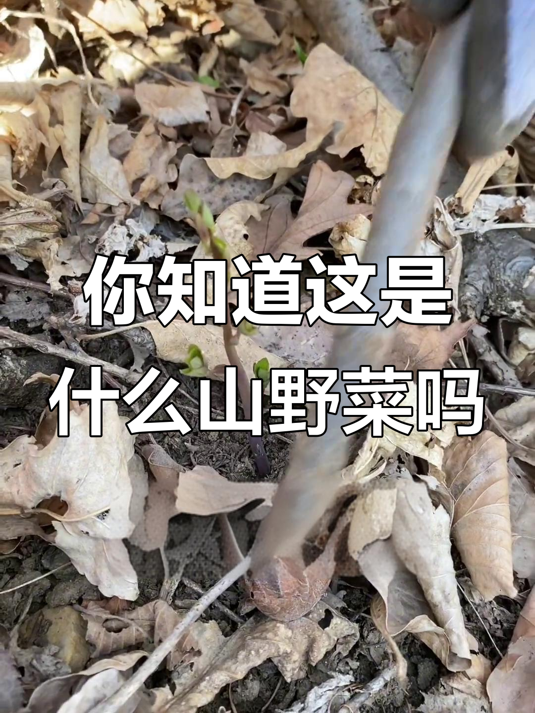东北山野菜大揭秘,这个菜你认识吗?