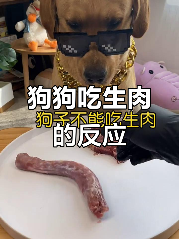 狗子吃生肉会变野?看看马克的反应