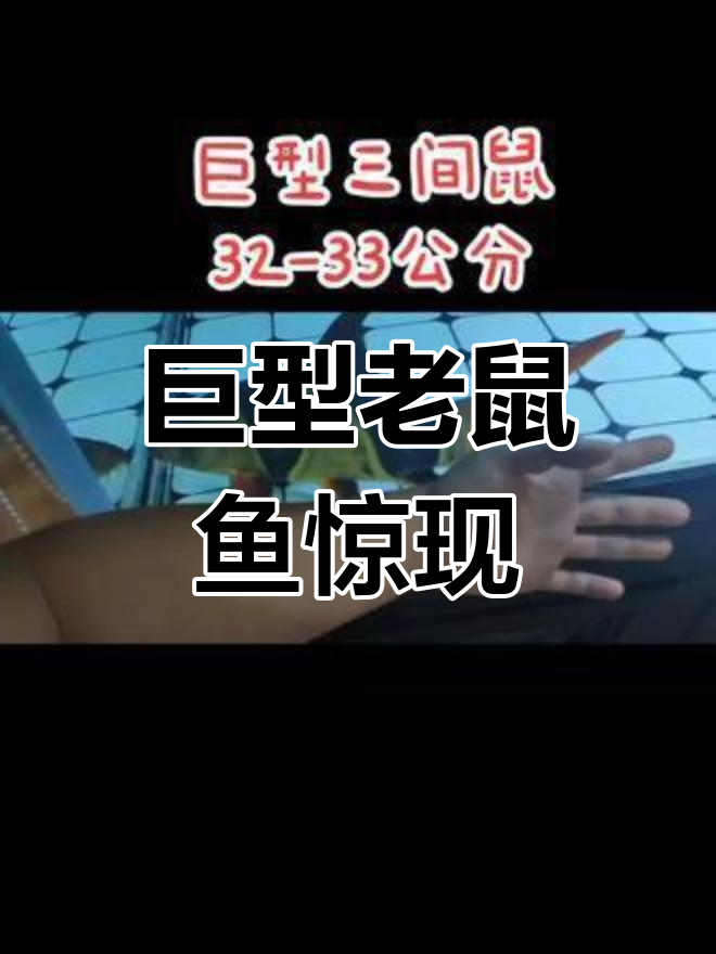 这只“超大”老鼠鱼,竟然有成年人手臂那么长!