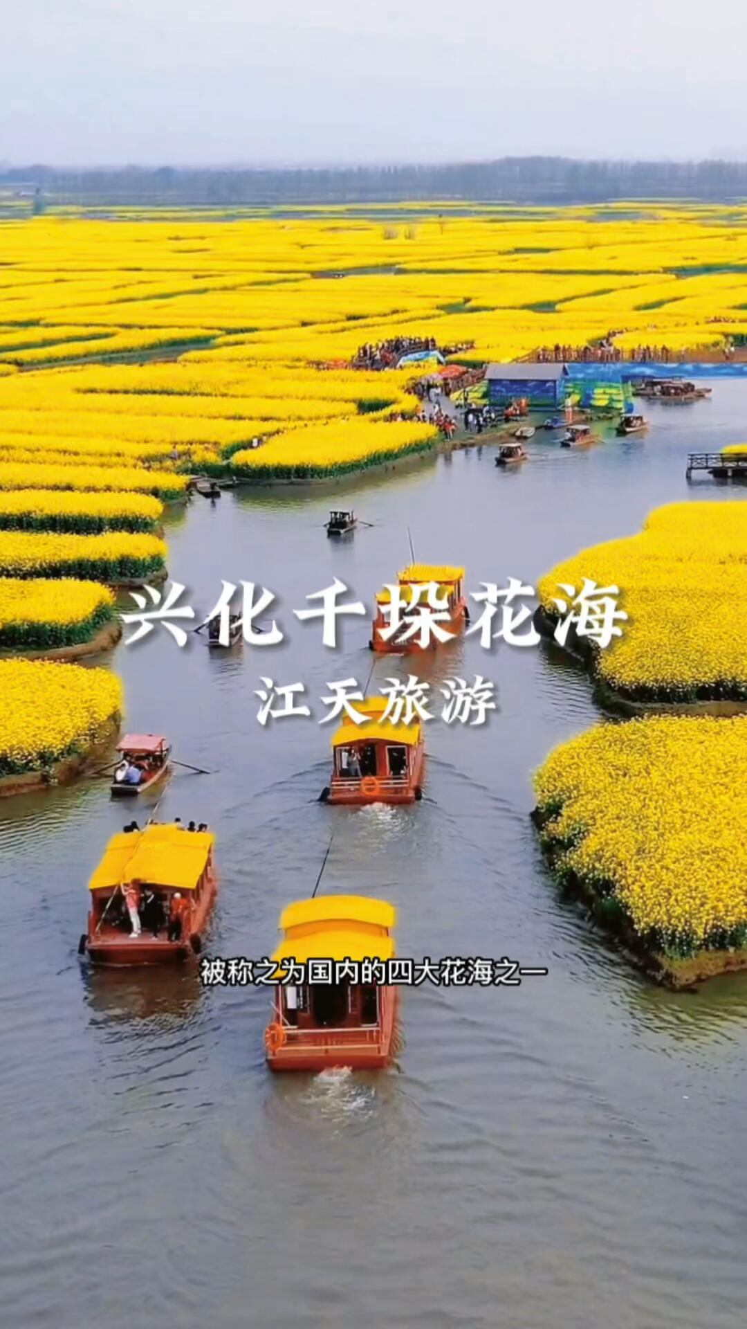 兴化千垛油菜花