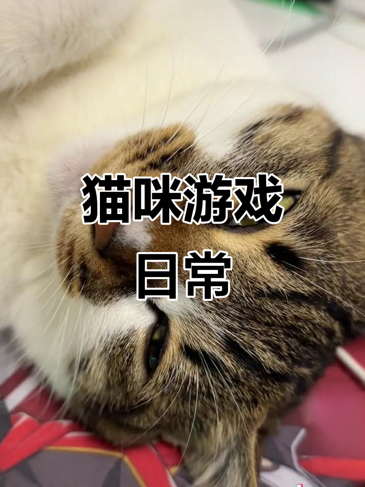 小黄猫太可爱了,玩游戏也能这么萌!