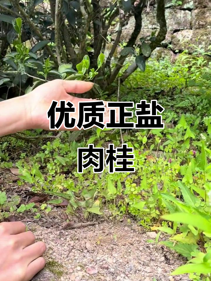 正岩肉桂茶:岩石分化土上的珍品,矿物质丰富