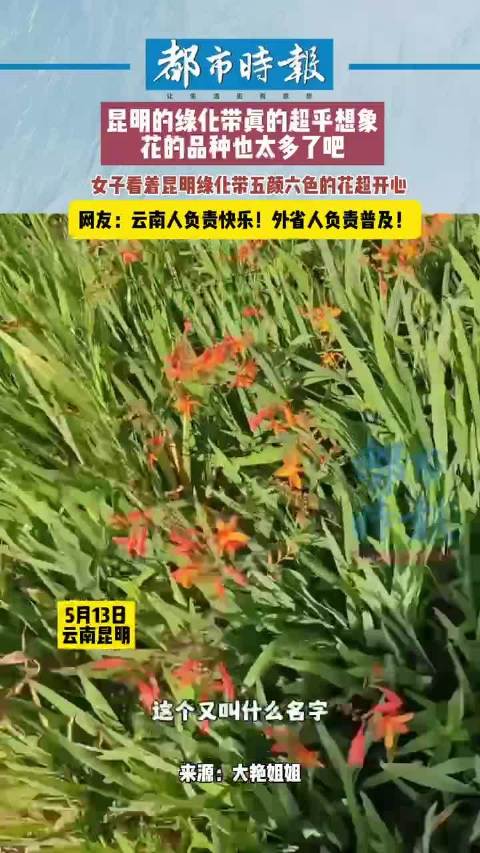 原来云南的绿化带都能让人开心「女子 求外省朋友科普昆明的小彩花名字」5月13日,云南昆明。