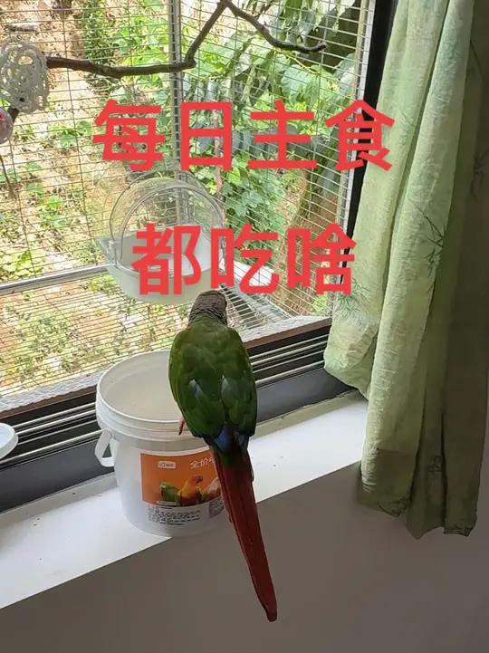 零零每日主食 威毕无壳饲料 和至尊魔方滋养丸鹦鹉日常鹦鹉主食 小太阳鹦鹉