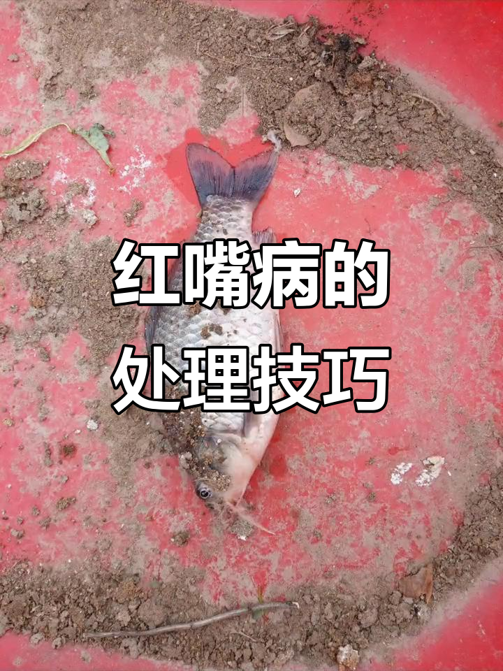 鲫鱼红嘴病防治全攻略:低温下的应对策略