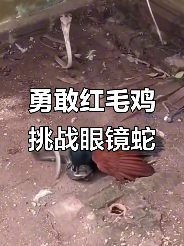 红毛鸡勇斗毒蛇,眼镜蛇被吓得尿失禁