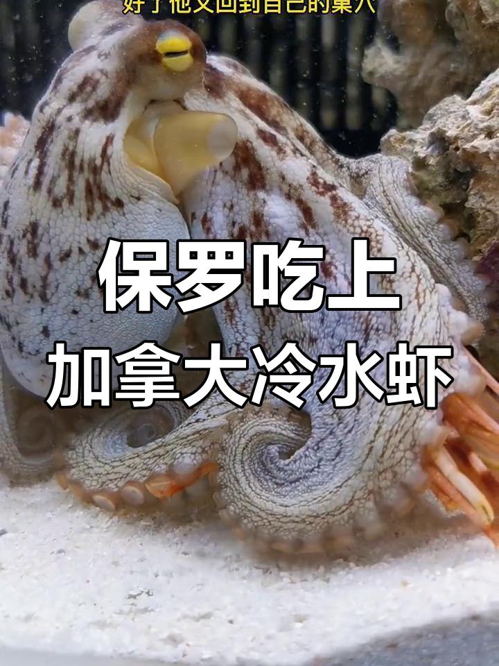 章鱼保罗终于吃到美味牡丹虾,满足感十足