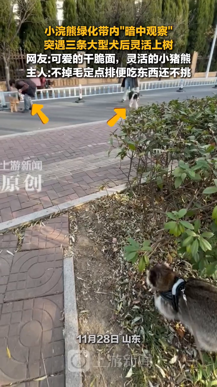 小浣熊绿化带内“暗中观察”突遇三条大型犬后灵活上树