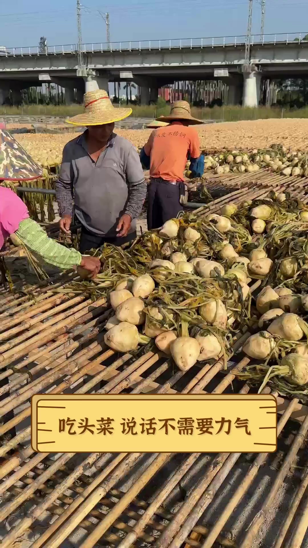 吃头菜,说话不需要力气