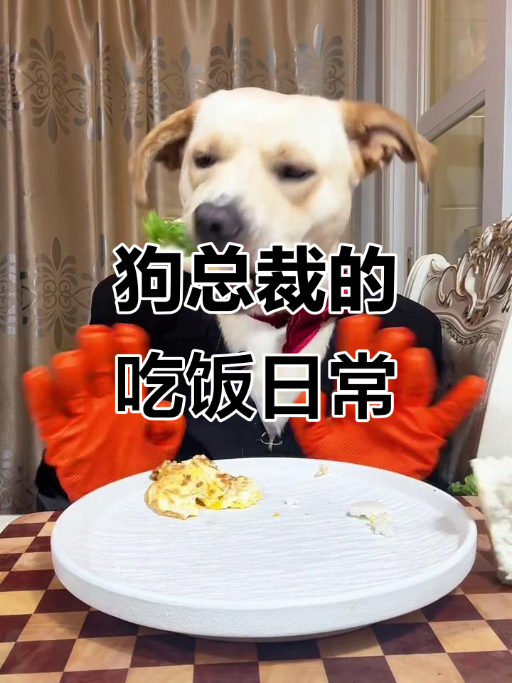 干饭狗吃中式汉堡,表情有点嫌弃