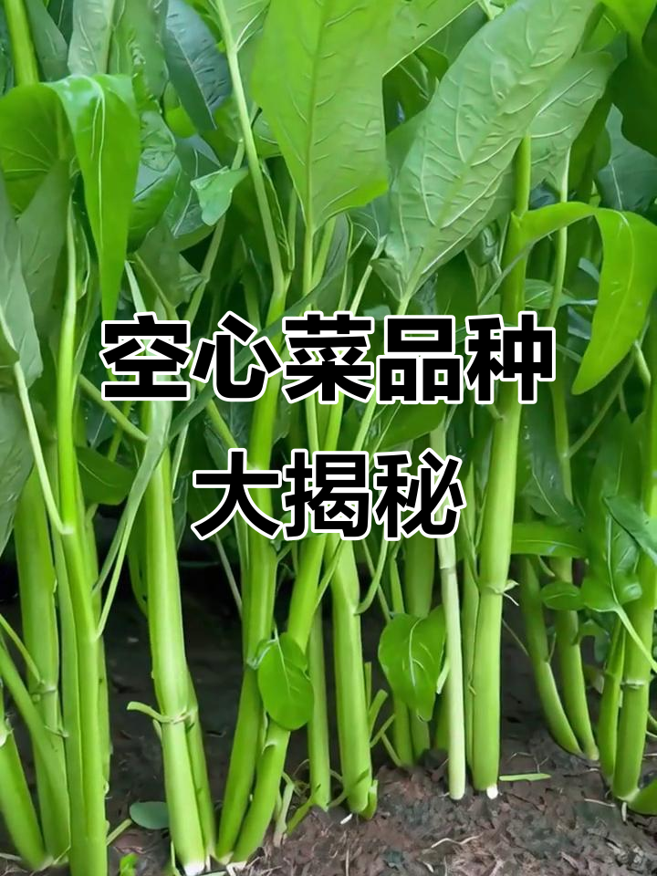 你知道空心菜有哪些品种吗？这些常见种类你分得清吗？