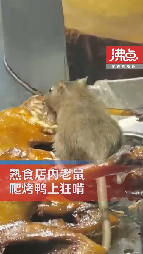 「熟食店内老鼠狂炫烤鸭:全程近10秒 店内无人驱赶」近日,广东茂名一位网友在熟食店橱窗内发