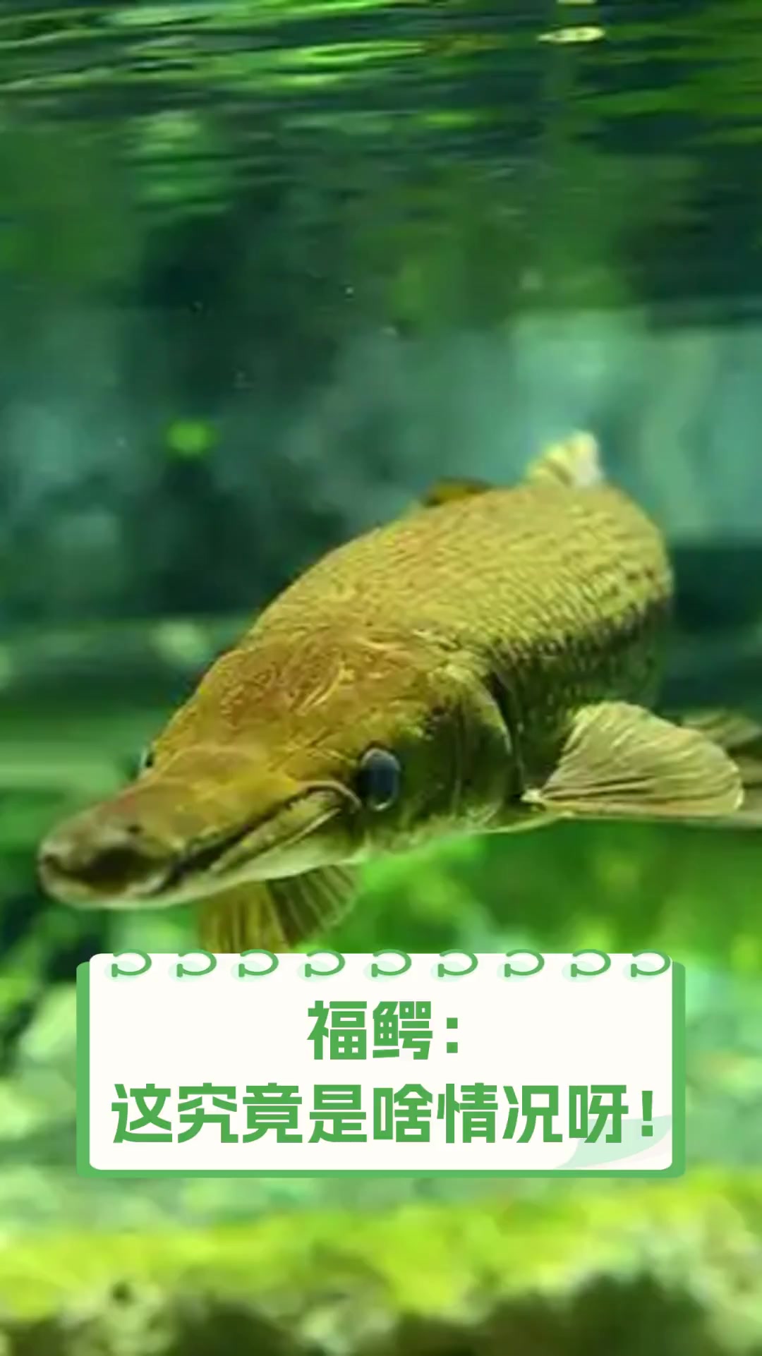 福鳄:这究竟是啥情况呀!