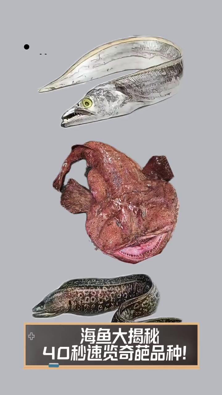 海鱼大揭秘,40秒速览奇葩品种!