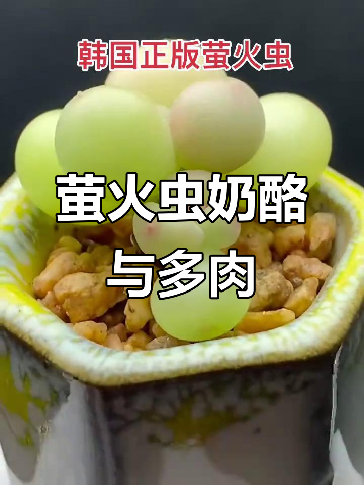 韩国正版萤火虫奶酪,治愈系多肉植物来袭