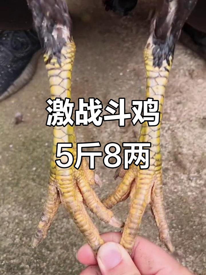 越南斗鸡激烈对决,5斤8两母鸡即将下蛋!