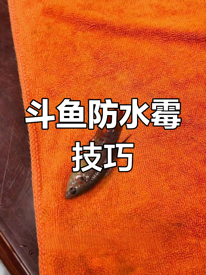 斗鱼怕水霉,低温打架易受伤