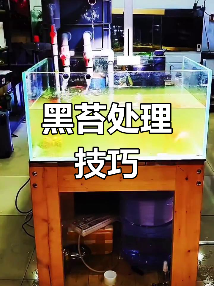 绿苔变黑的原因与处理方法