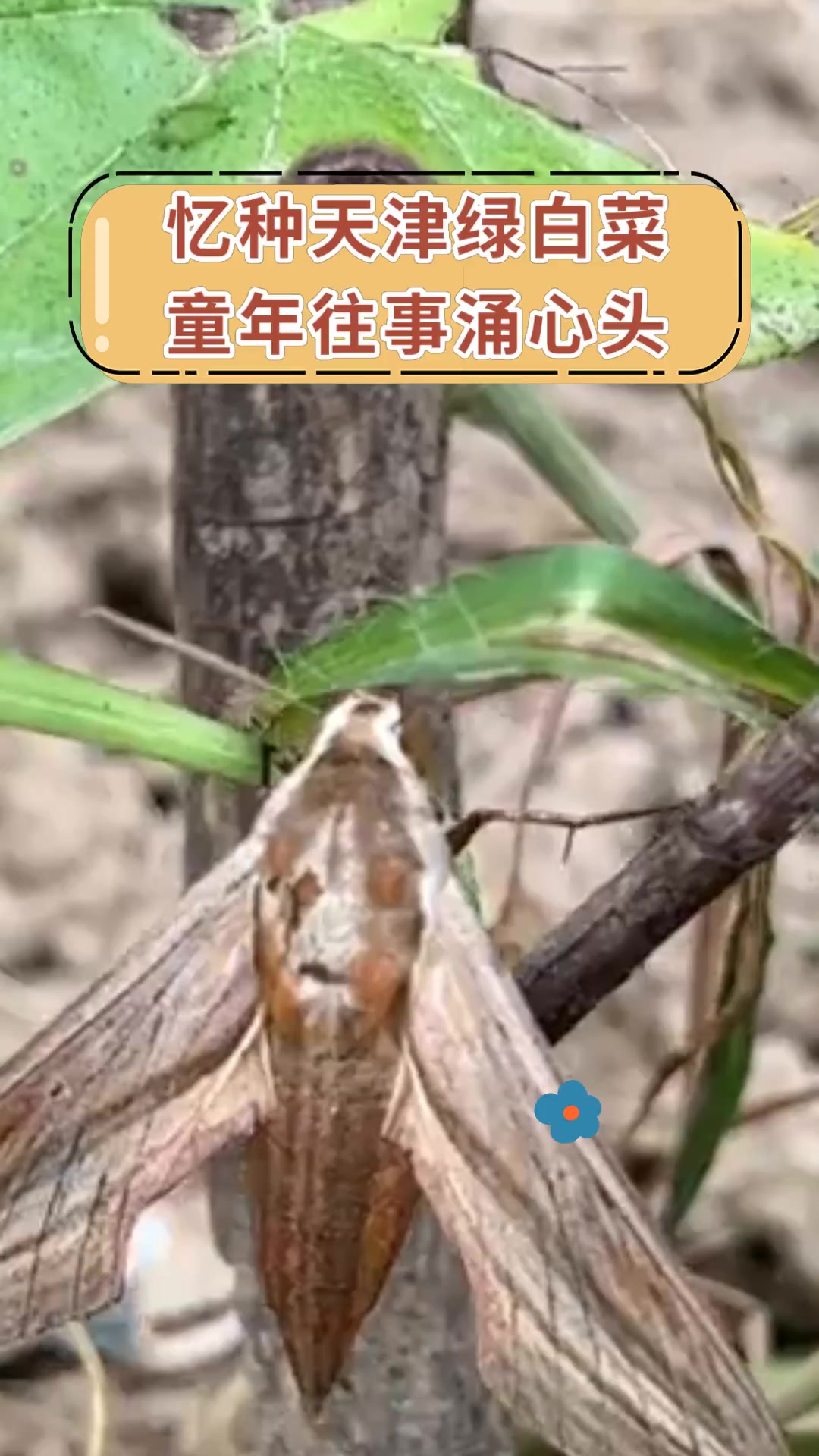 忆种天津绿白菜 童年往事涌心头