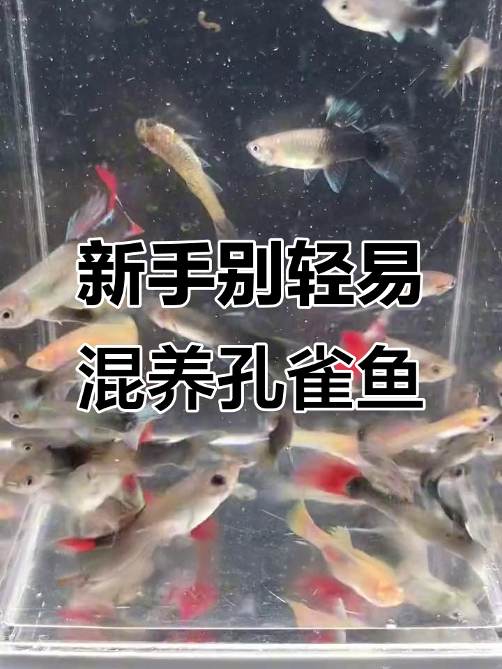 孔雀鱼混养风险大,新手必看!