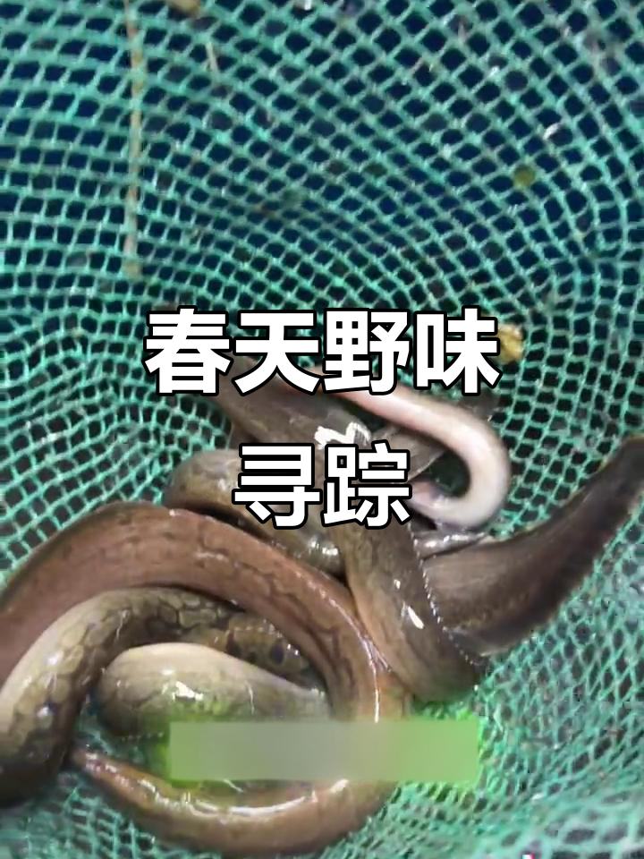 野外追鱼大冒险,有些品种已经好久不见了