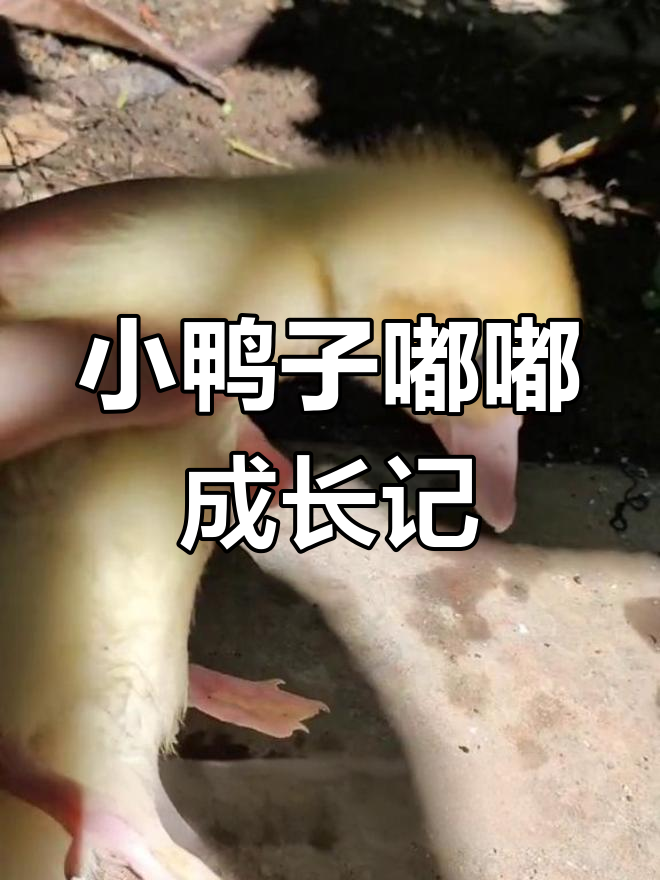 蓝眼金发小鸭嘟嘟满月了