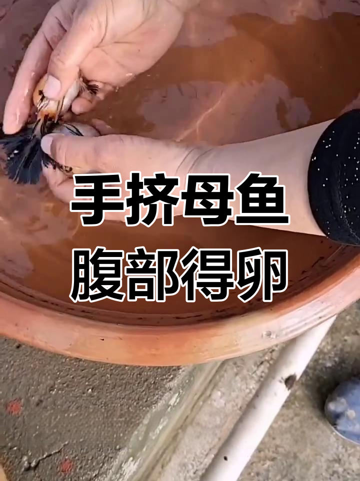 母鱼产卵技巧大揭秘,轻松挤压腹部就能得到鱼宝宝