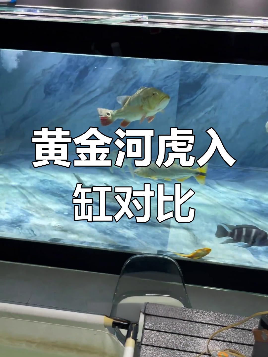 60公分黄金河虎入缸,与45公分的差距有多大?