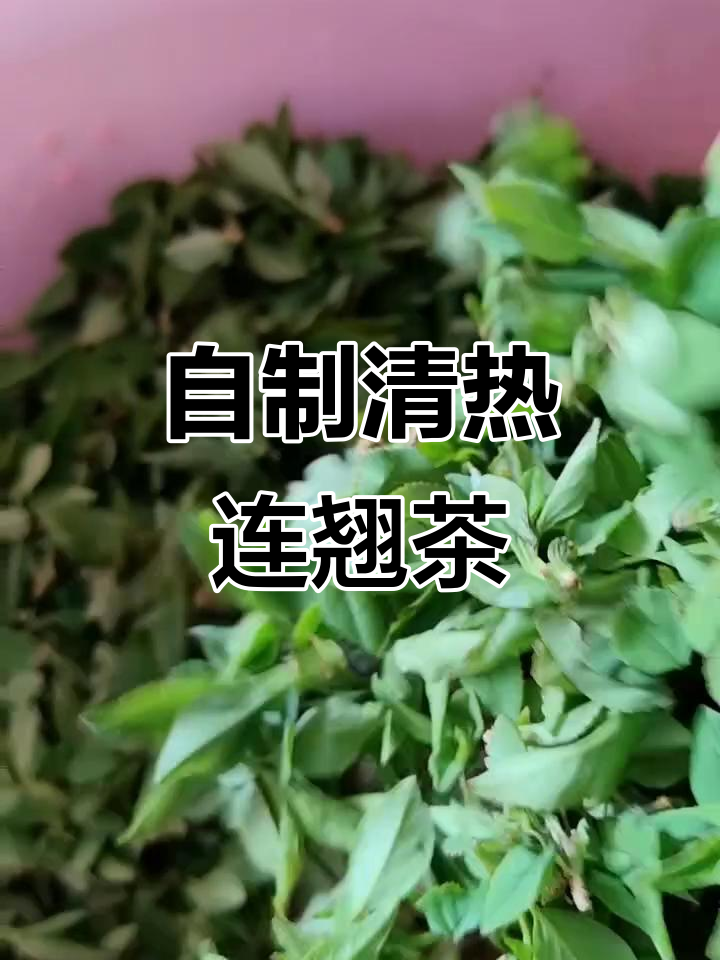 连翘茶制作全攻略,清热解毒轻松得