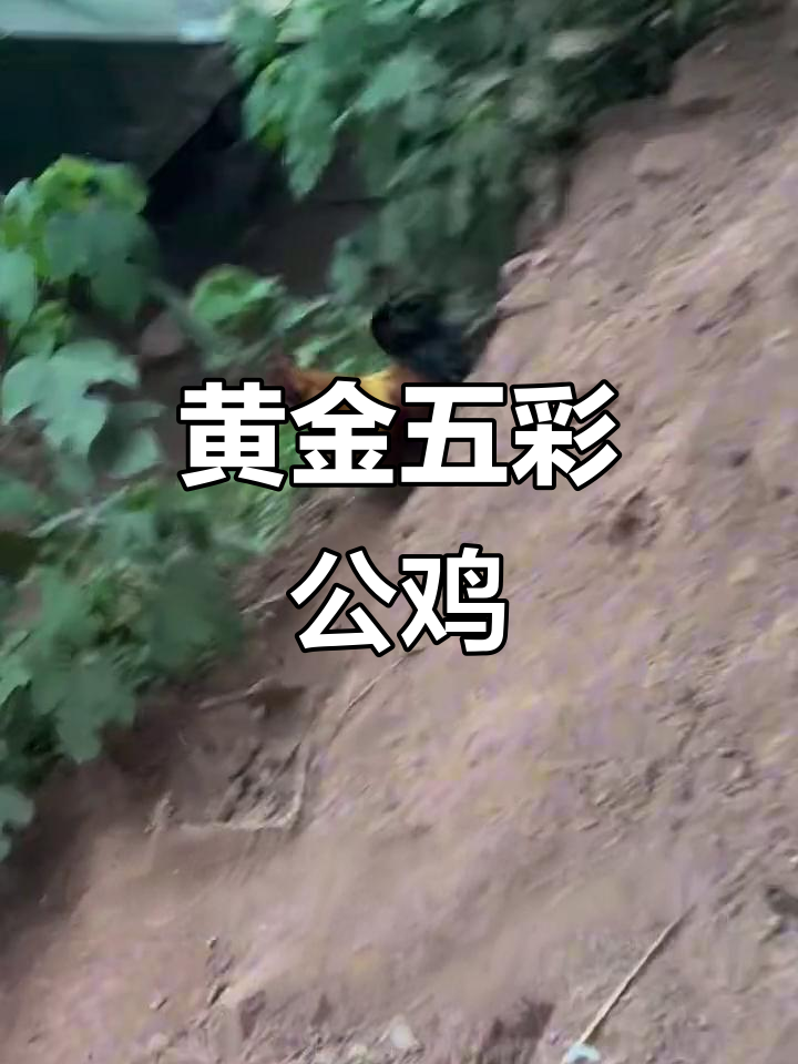 这只黄金五彩公鸡,颜值爆表!村里收养的老公鸡太帅了