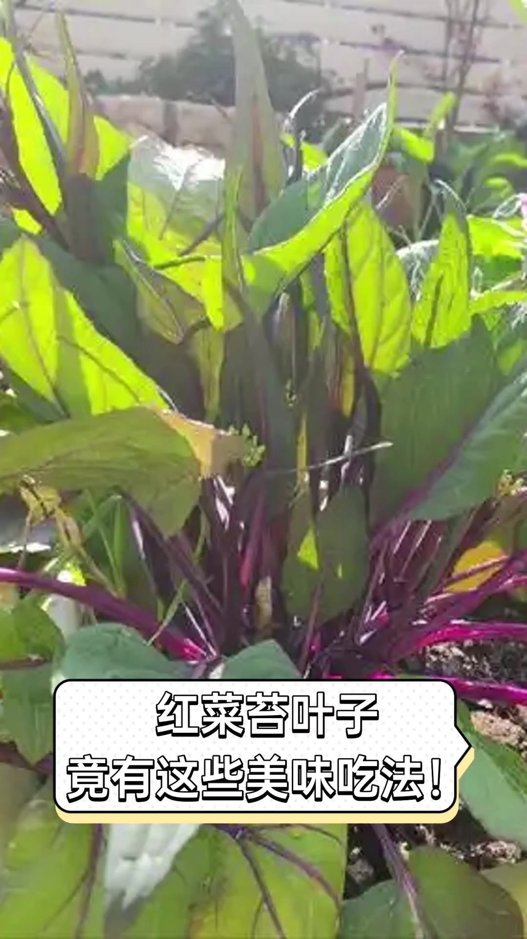 红菜苔叶子,竟有这些美味吃法!