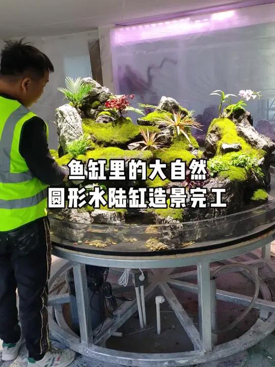 圆形水陆缸造景完工,鱼缸里的大自然