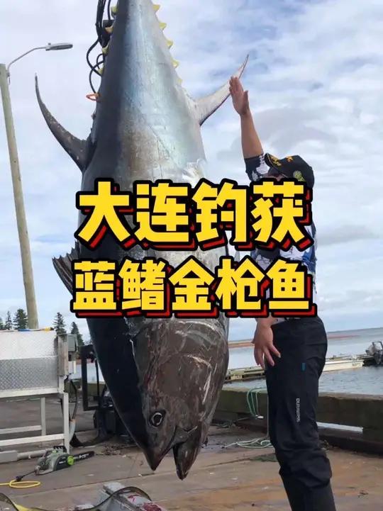 大连也能钓获蓝鳍金枪鱼？祝贺钓获，真的太厉害了！