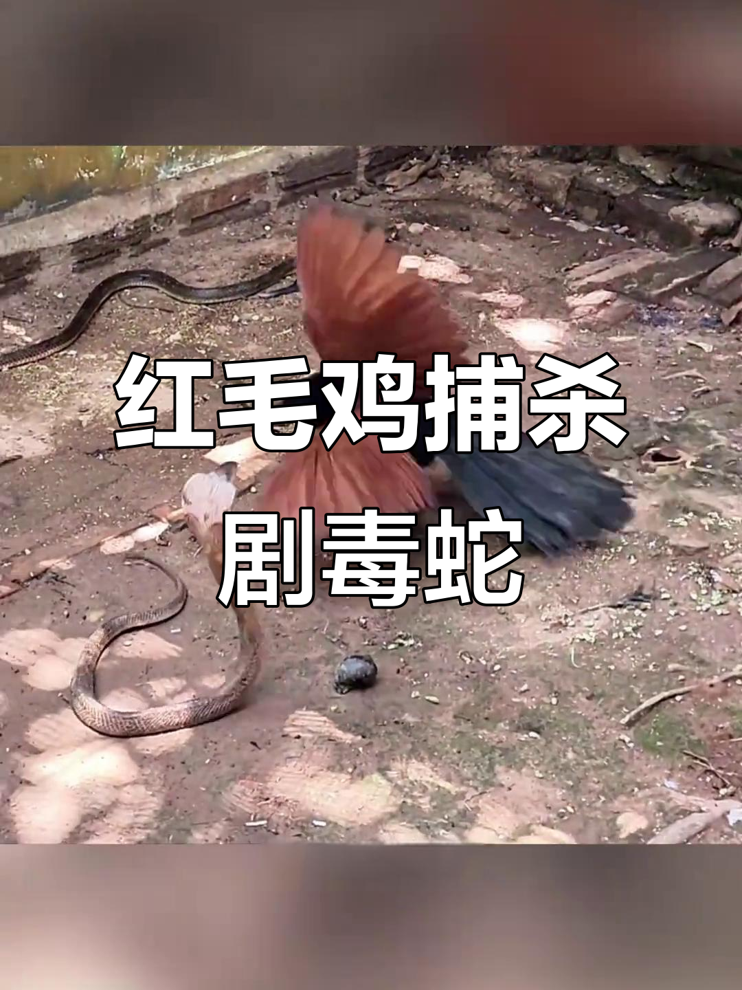 红毛鸡勇斗毒蛇,幼鸟抢食眼镜王蛇