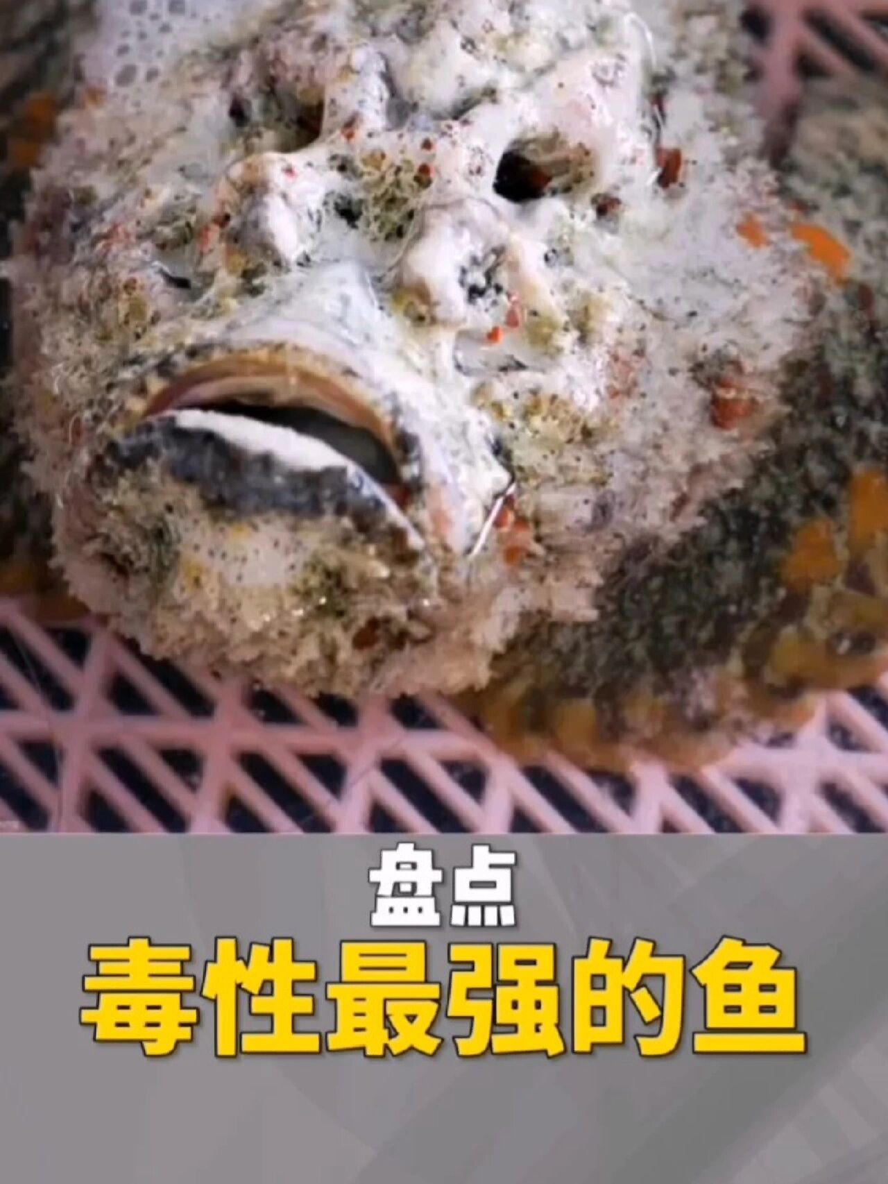 毒性最强的鱼